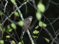 Yellow-billed Cuckoo at Lake Lynn, Raleigh NC