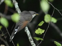 Yellow-billed Cuckoo at Lake Lynn, Raleigh NC
