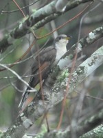 Yellow-billed Cuckoo at Lake Lynn, Raleigh NC