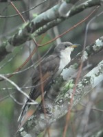 Yellow-billed Cuckoo at Lake Lynn, Raleigh NC