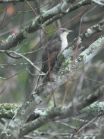 Yellow-billed Cuckoo at Lake Lynn, Raleigh NC