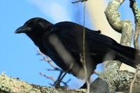 American Crow at Mid Pines Rd; Wake County, NC