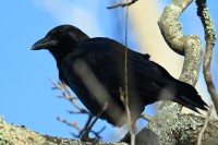 American Crow
