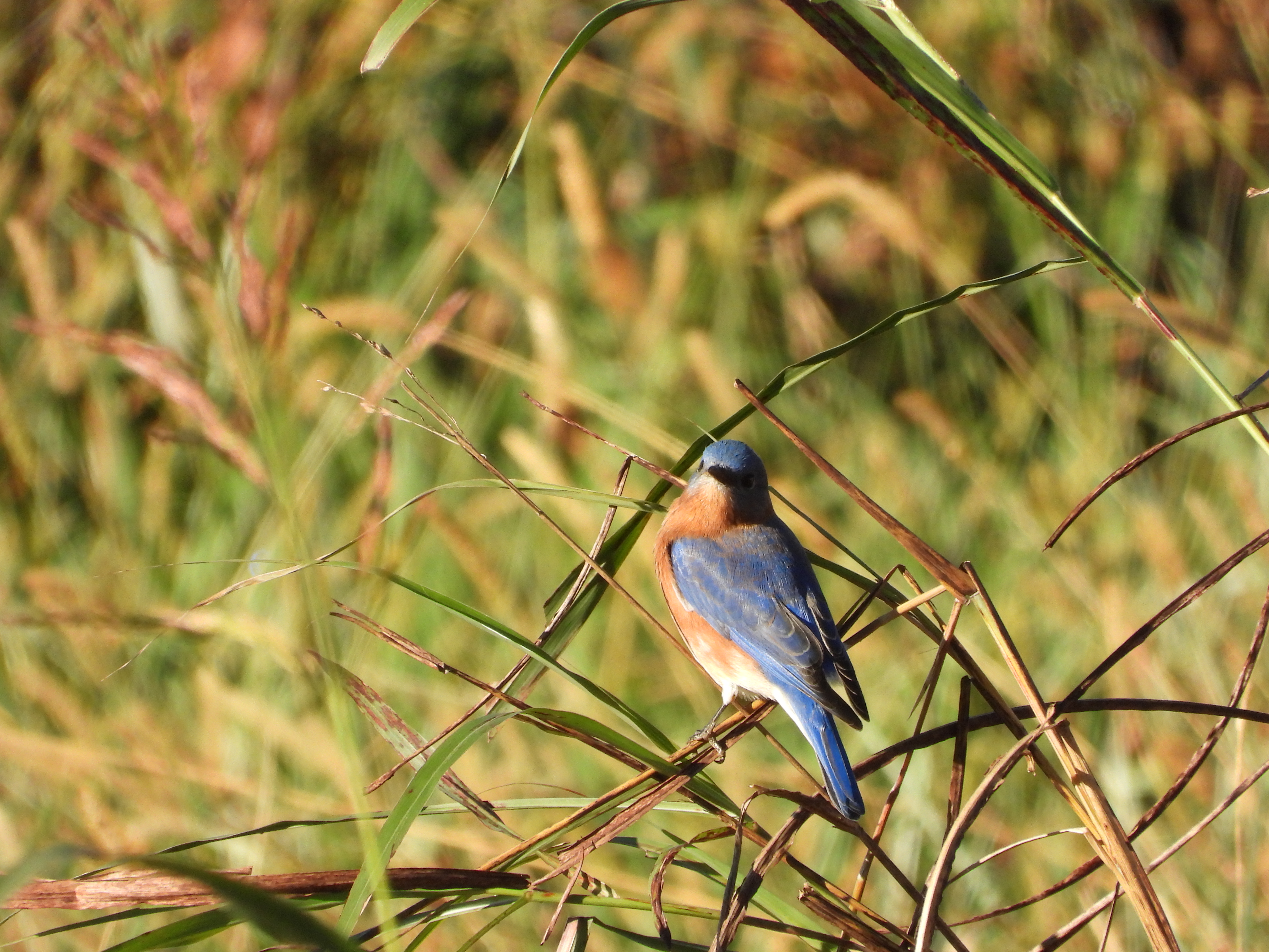 A Random Bird Photo