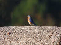 Eastern Bluebird