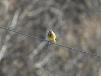 Eastern Meadowlark