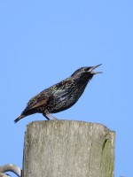 European Starling at Mid Pines Rd; Wake County, NC