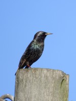 European Starling