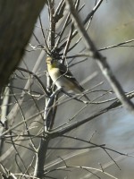 American Goldfinch