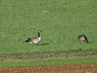 Canada Goose
