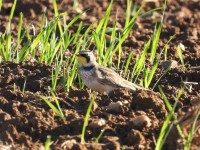 Horned Lark at Mid Pines Rd; Wake County, NC