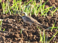Horned Lark at Mid Pines Rd; Wake County, NC
