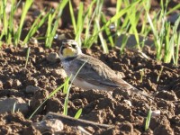 Horned Lark at Mid Pines Rd; Wake County, NC