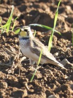 Horned Lark