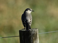 Northern Mockingbird at Mid Pines Rd; Wake County, NC