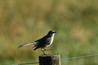 Northern Mockingbird