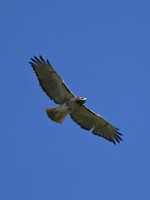 Red-tailed Hawk