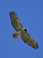 Red-tailed Hawk at Mid Pines Rd; Wake County, NC