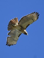 Red-tailed Hawk at Mid Pines Rd; Wake County, NC