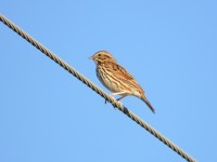 Savannah Sparrow