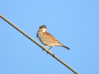 Savannah Sparrow at Mid Pines Rd; Wake County, NC