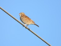 Savannah Sparrow at Mid Pines Rd; Wake County, NC