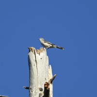 Northern Mockingbird at Shelley Lake, Raleigh NC