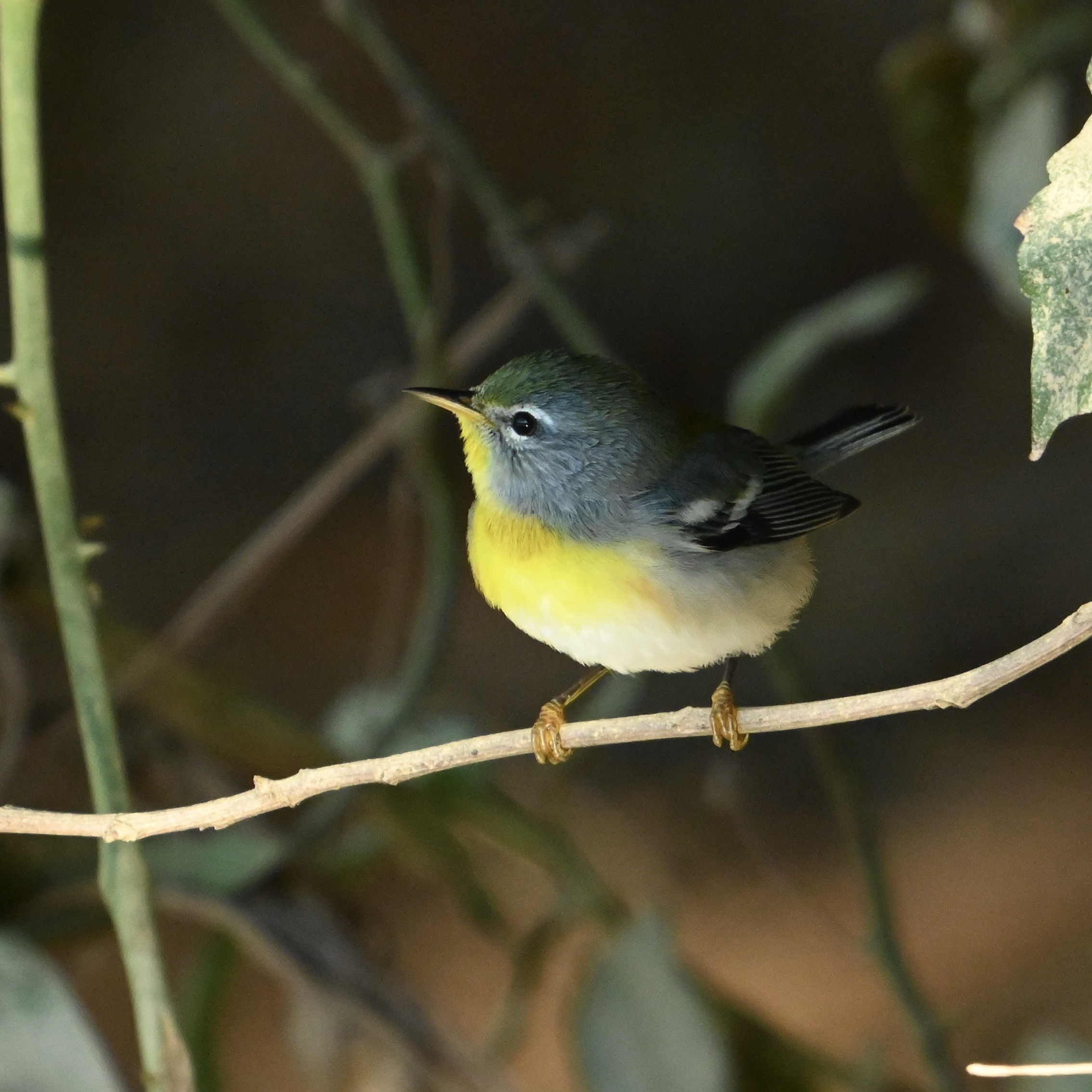 A Random Bird Photo