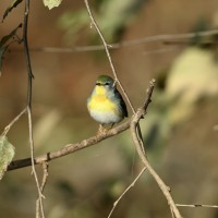 Northern Parula at Shelley Lake, Raleigh NC