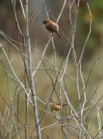 Carolina Wren