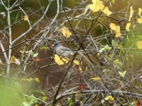 Dark-eyed Junco