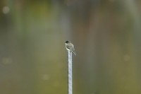 Eastern Phoebe at Umstead SP--Big Lake, Raleigh NC