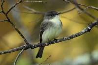 Eastern Phoebe at Umstead SP--Big Lake, Raleigh NC