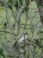 Golden-crowned Kinglet at Umstead SP--Big Lake, Raleigh NC