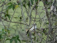 Golden-crowned Kinglet at Umstead SP--Big Lake, Raleigh NC