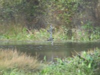 Green-winged Teal