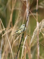 Ruby-crowned Kinglet at Umstead SP--Big Lake, Raleigh NC
