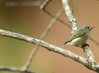 Ruby-crowned Kinglet at Umstead SP--Big Lake, Raleigh NC