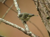 Ruby-crowned Kinglet at Umstead SP--Big Lake, Raleigh NC