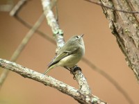 Ruby-crowned Kinglet at Umstead SP--Big Lake, Raleigh NC