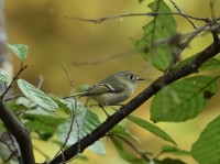 Ruby-crowned Kinglet at Umstead SP--Big Lake, Raleigh NC