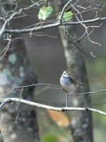 White-throated Sparrow at Umstead SP--Big Lake, Raleigh NC