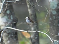 White-throated Sparrow at Umstead SP--Big Lake, Raleigh NC
